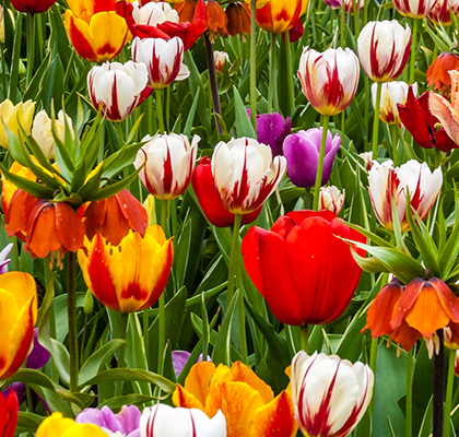 botanical-tulips