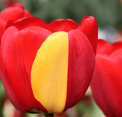 darwin-hybrid-tulips