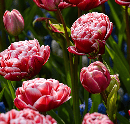 double-early-tulips