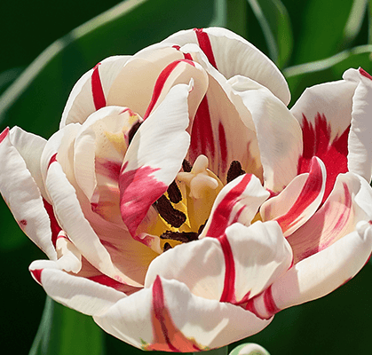 double-late-tulips