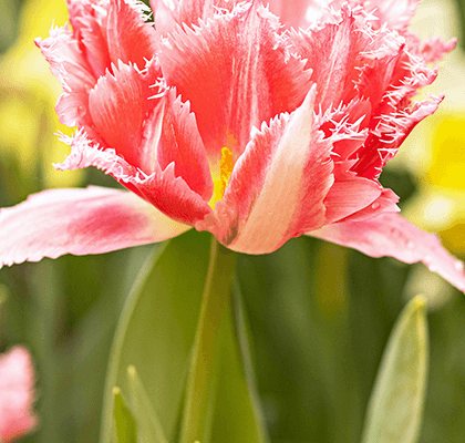 fringed-tulips