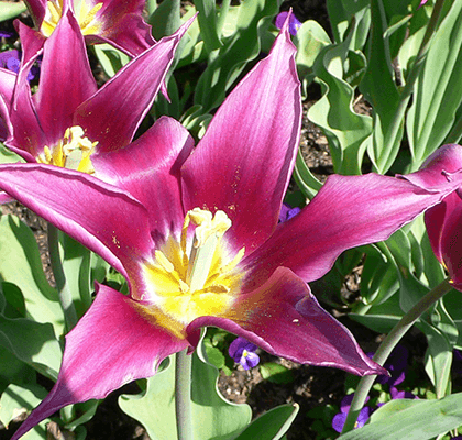 lily-flowered-tulips