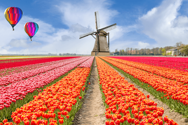 mordern-tulip-field