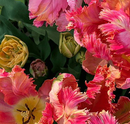 parrot-tulips