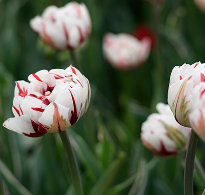 rembrandt-tulips