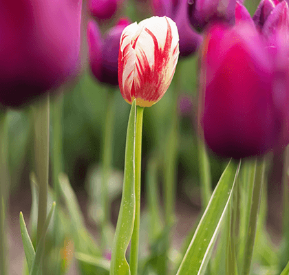 single-early-tulips