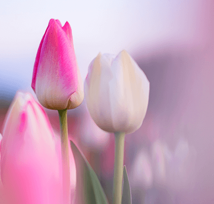 single-late-tulips