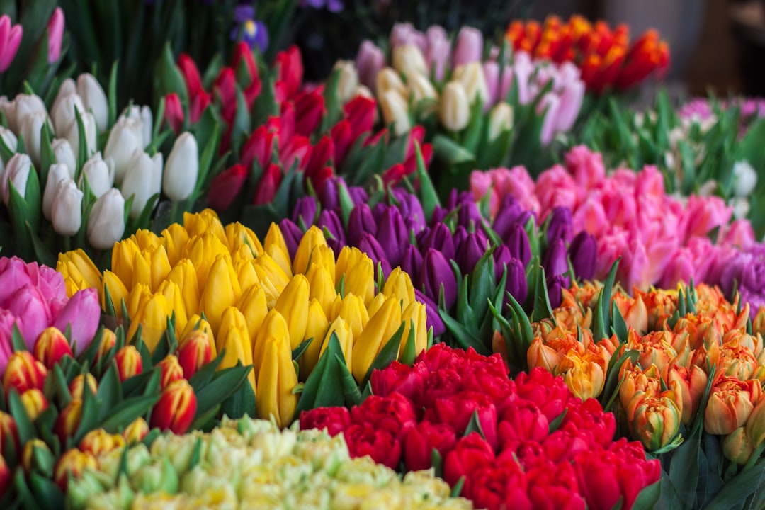 Discover the Magic of Tulips: A Beginner’s Guide to Planting and Caring for Vibrant Spring Flowers