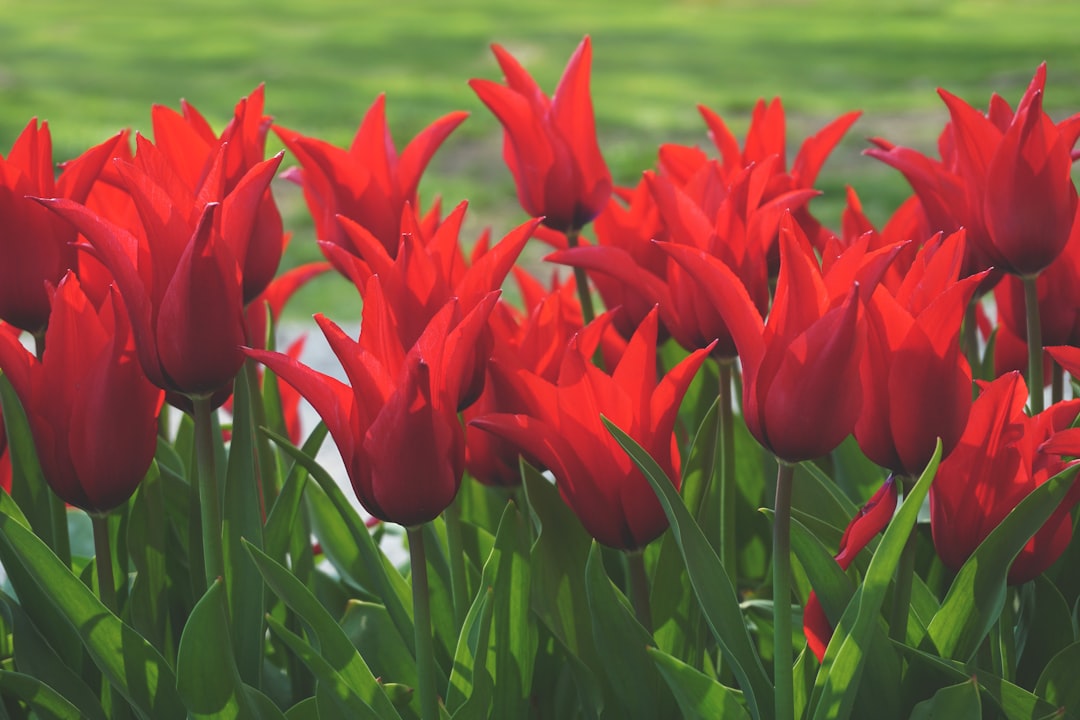 Exploring the Rich History of Tulips: From Wildflower Origins to European Elegance