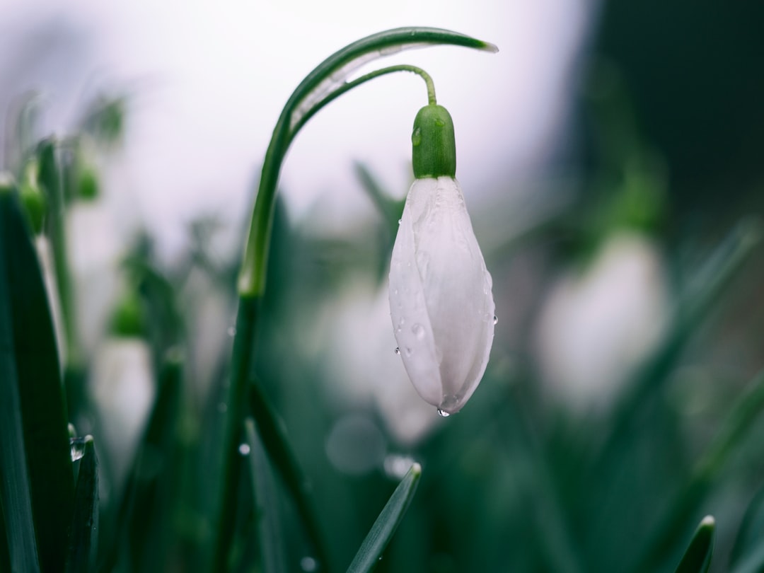 Mastering the Art of Planting Tulips: Seasonal Tips for Novice and Expert Gardeners Alike