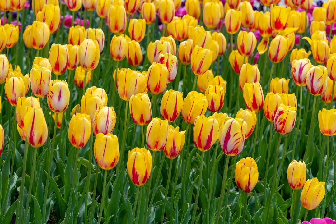 Discovering Tulip Varieties: A Guide to Enchanting Species for Every Gardener