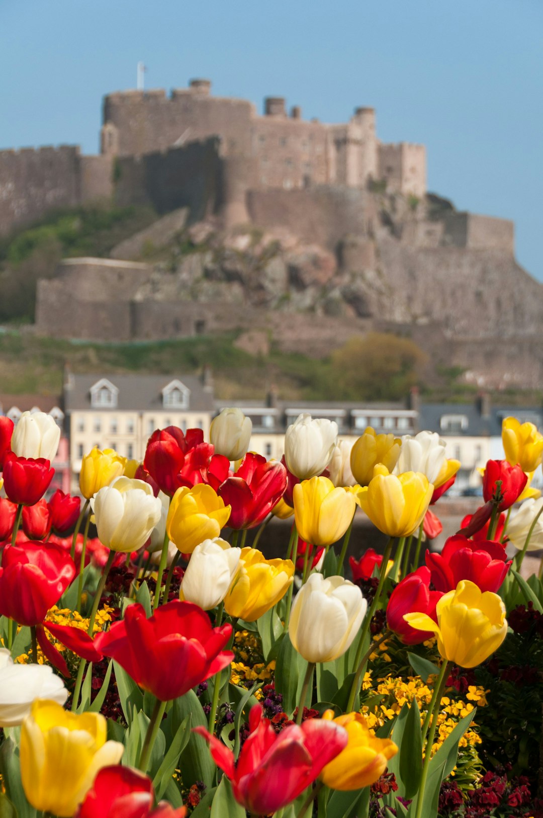 Journey Through Time: The Fascinating History of Tulips from Wildflower to Iconic Beauty