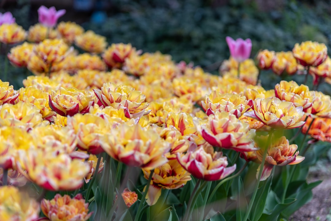 Unveiling Tulip Varieties: A Gardener’s Guide to Popular and Rare Blooms