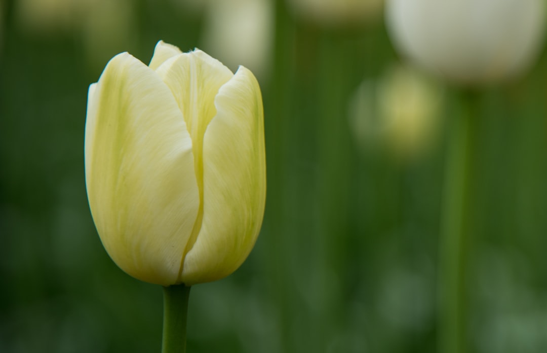 Mastering the Art of Tulip Planting: Seasonal Tips for Every Climate