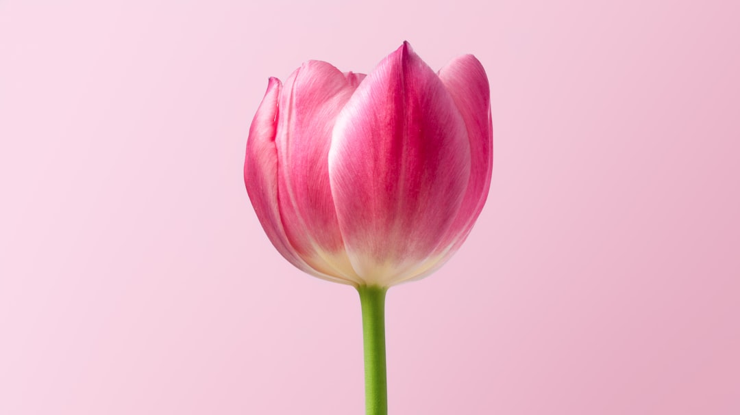 Tulips in Culture: Discovering Their Symbolism and Artistic Significance