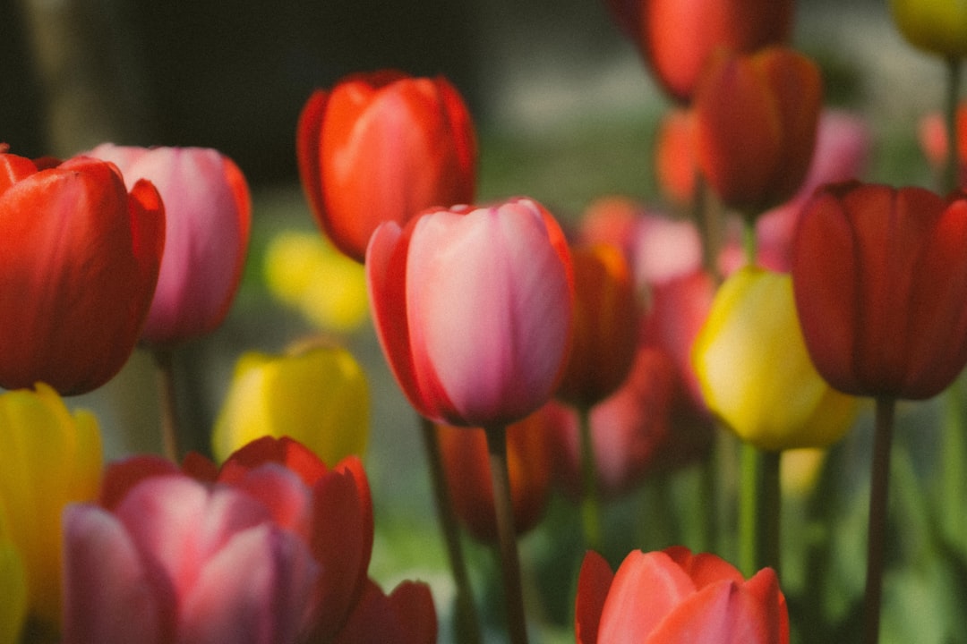 Year-Round Tulip Care: Essential Maintenance for Thriving Blooms