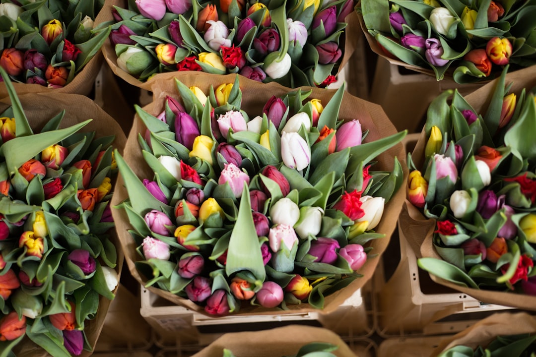 Tulip Varieties Guide